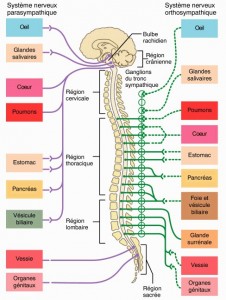 Les bienfaits du shiatsu liés à la stimulation du système nerveux autonome